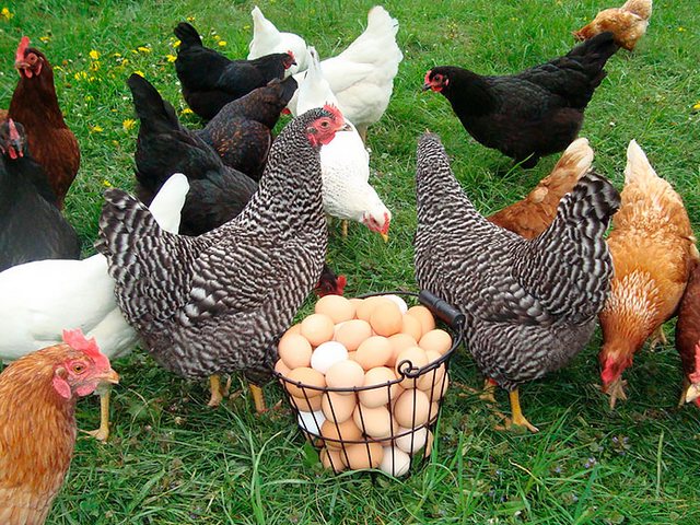 Содержание кур и уход за ними | ЗооТом - продажа, вязка и услуги для животных в Ленинске-Кузнецком Содержание кур и уход за ними | ЗооТом - продажа, вязка и услуги для животных в Ленинске-Кузнецком
