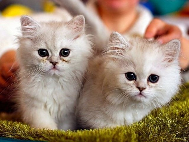 Породы кошек в Ленинске-Кузнецком | ЗооТом портал о животных
